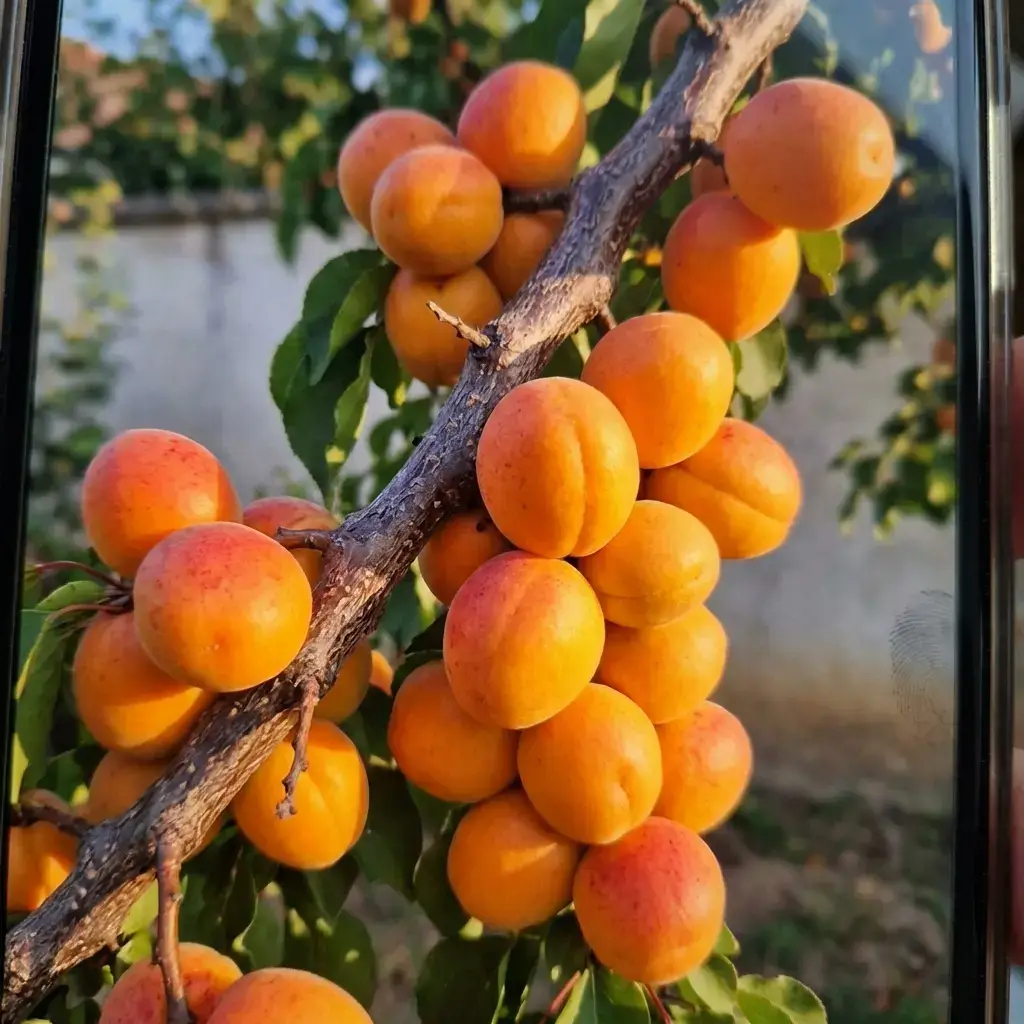 Гілки абрикоса