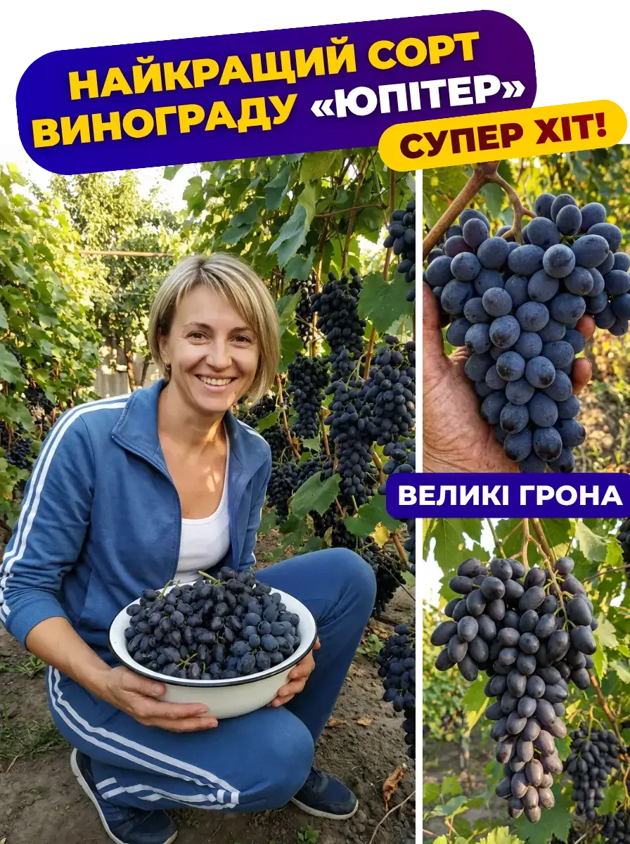 Виноград Кишмиш Юпітер