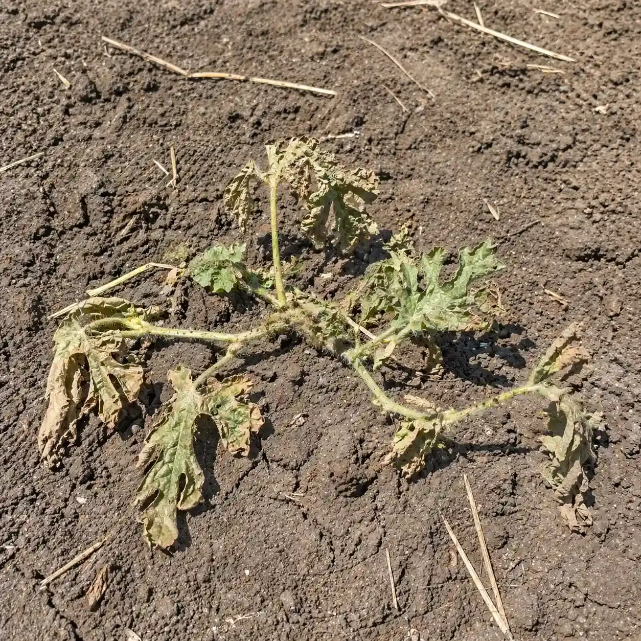 Щоденний полив