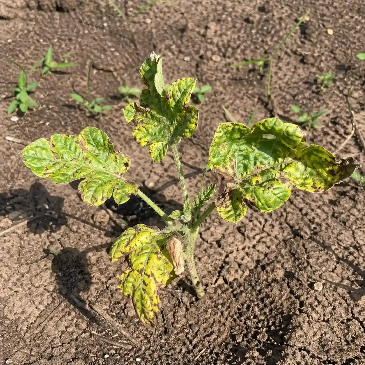 Хвороби кавуна