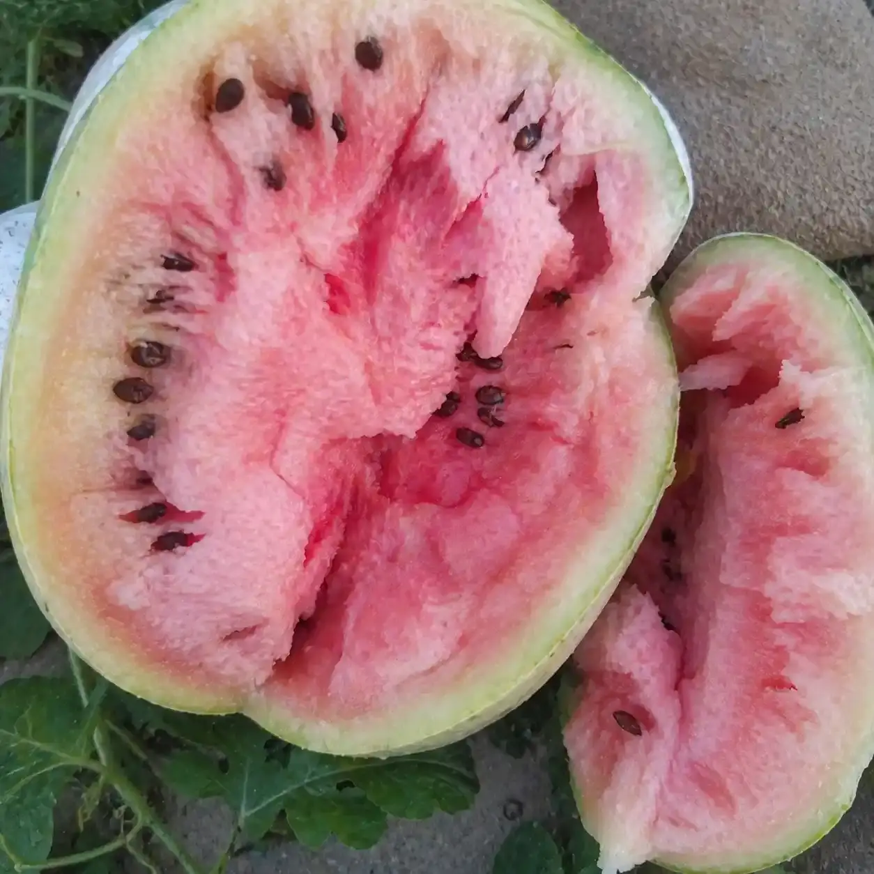 Маленький кавун