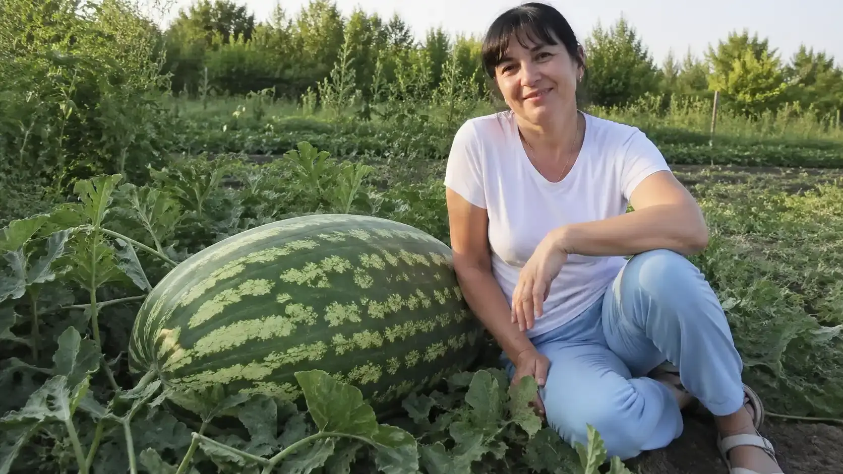 Великий кавун