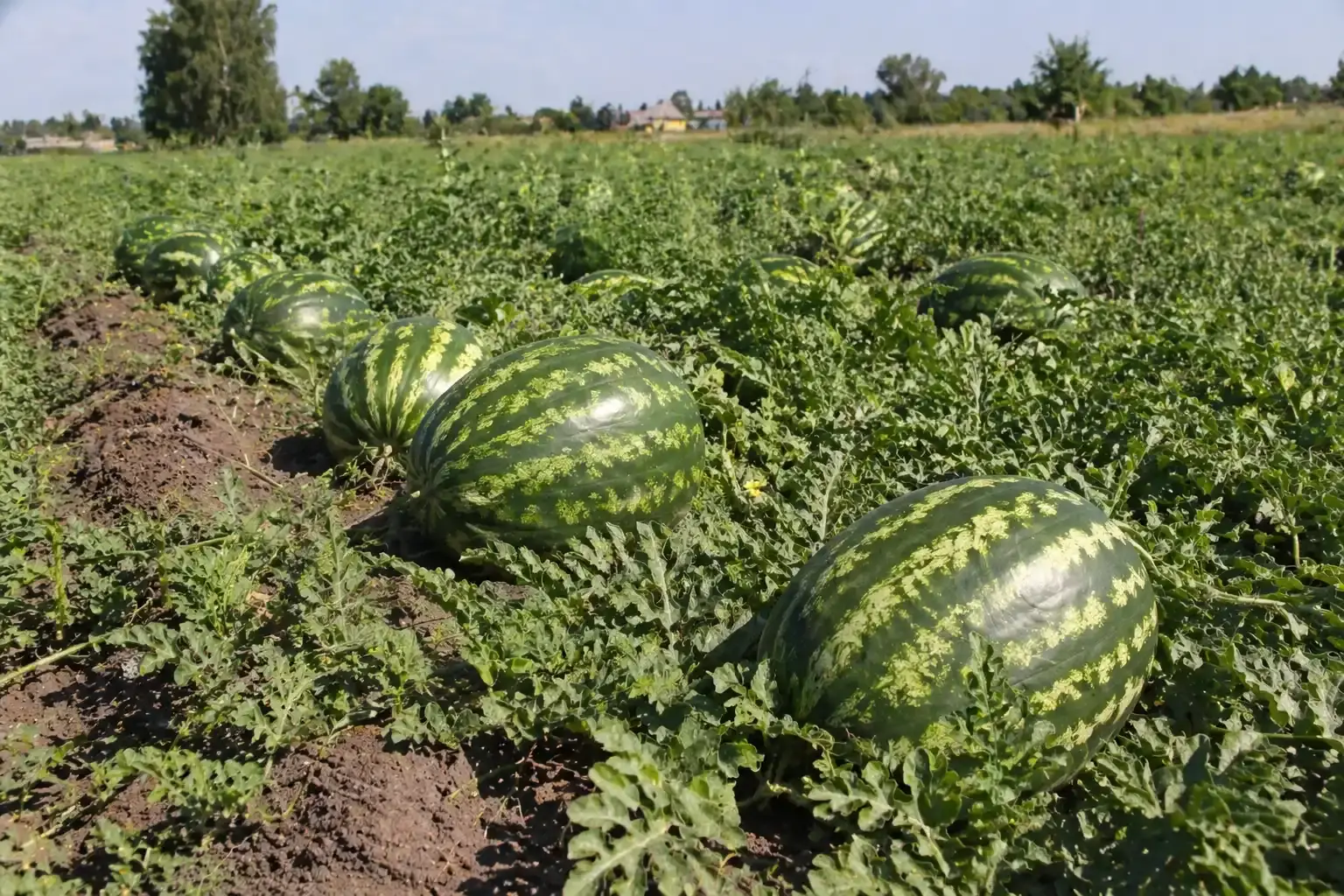 Кавуни на полі