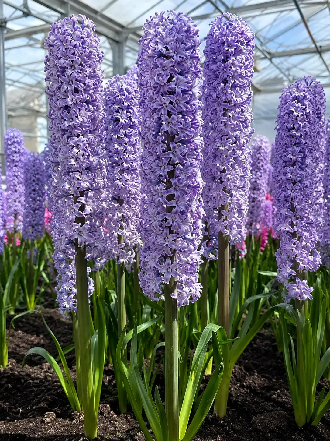 Бузковий