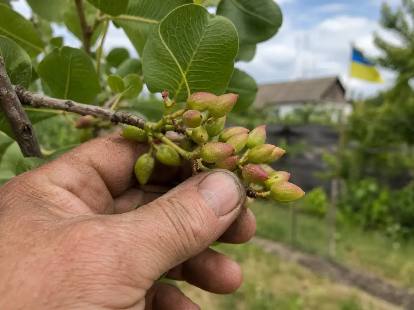 Фото відгуку про фісташку