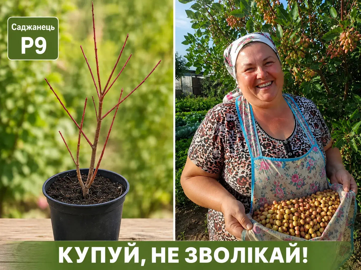 Саджанець фісташки у горщику P9