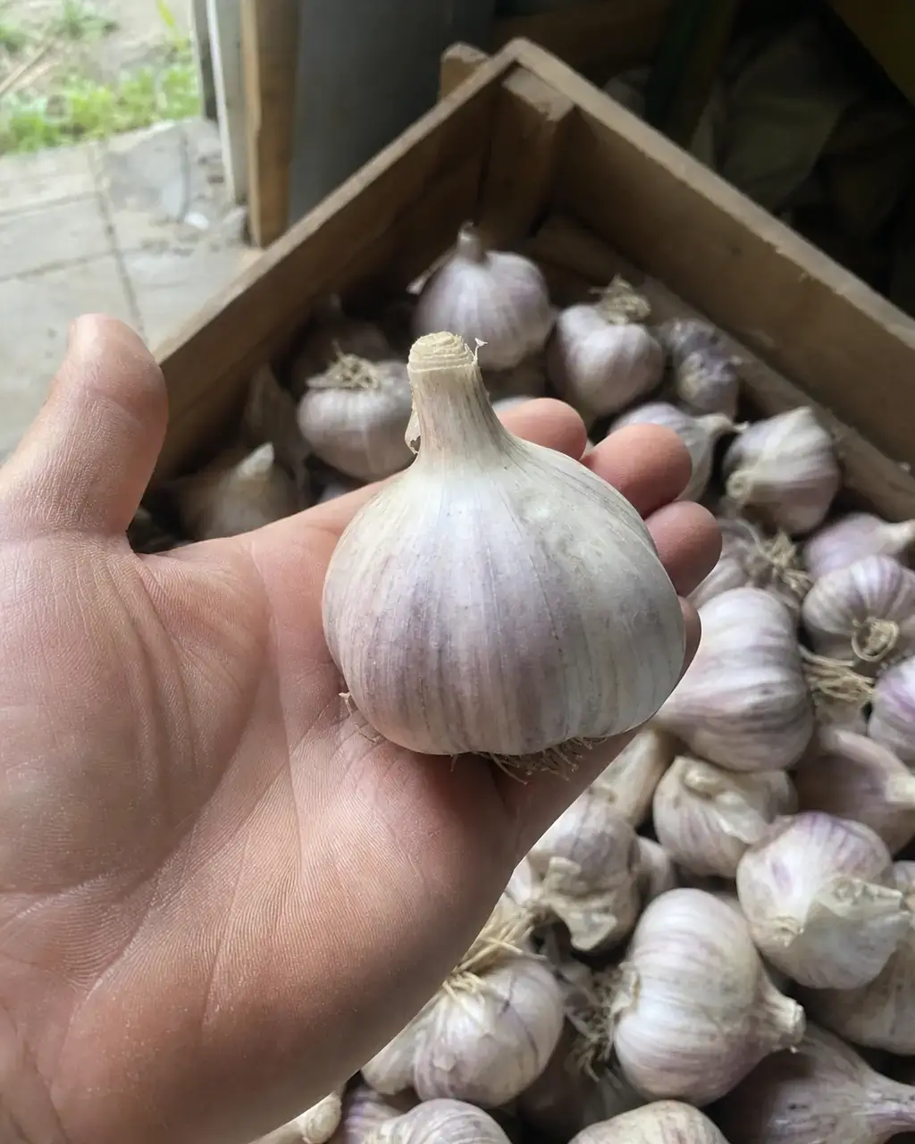 Любаша, посадковий часник крупним планом