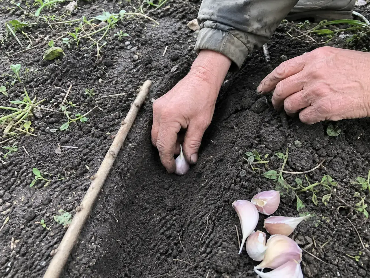 Посадка зубка часнику в підготовлену землю
