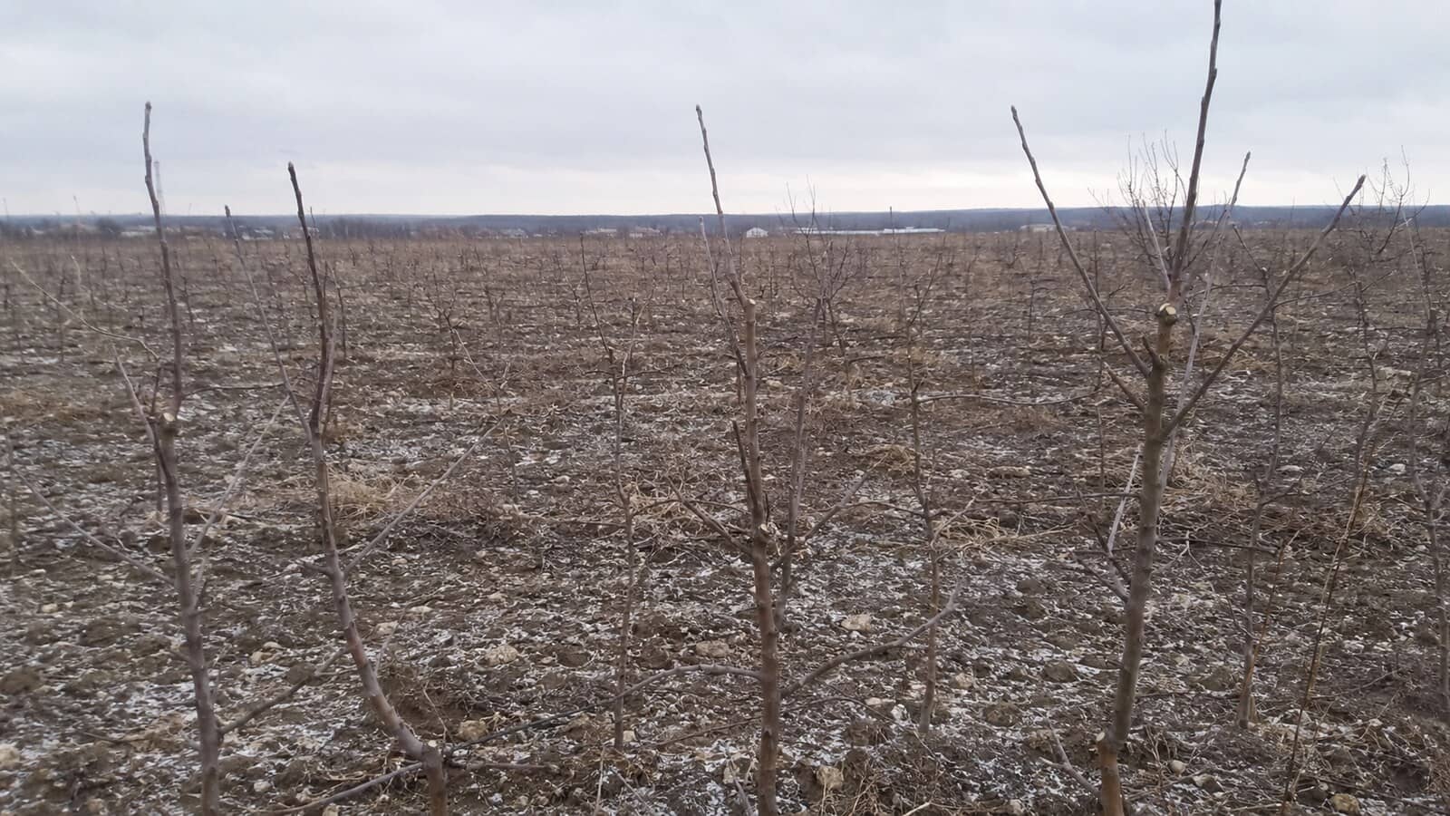 Фото: порожня ділянка з рядами сухих загиблих молодих дерев, похмурий зимовий день, без людей у кадрі