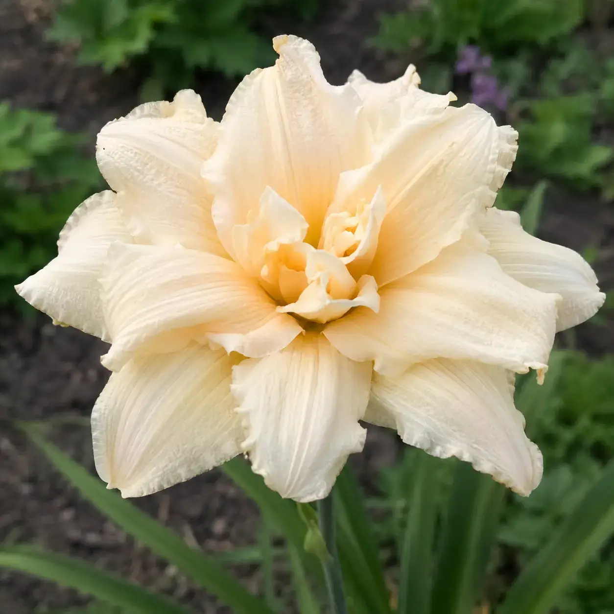 Vanilla Cream