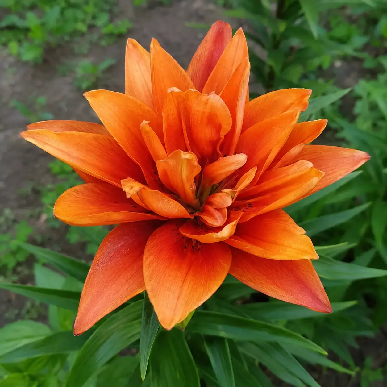 Orange Flame