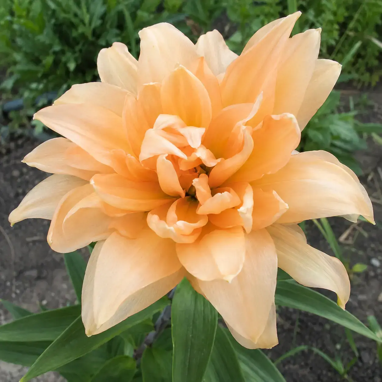 Apricot Glow