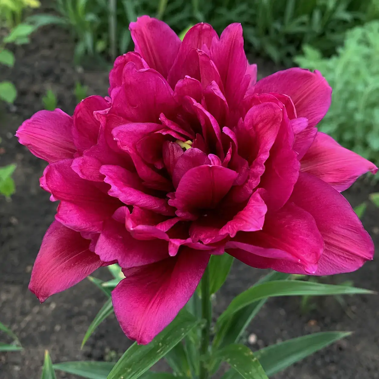 Raspberry Kiss