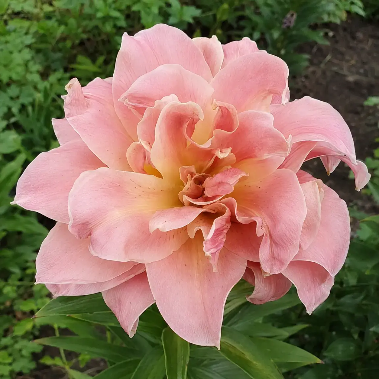 Rose Champagne