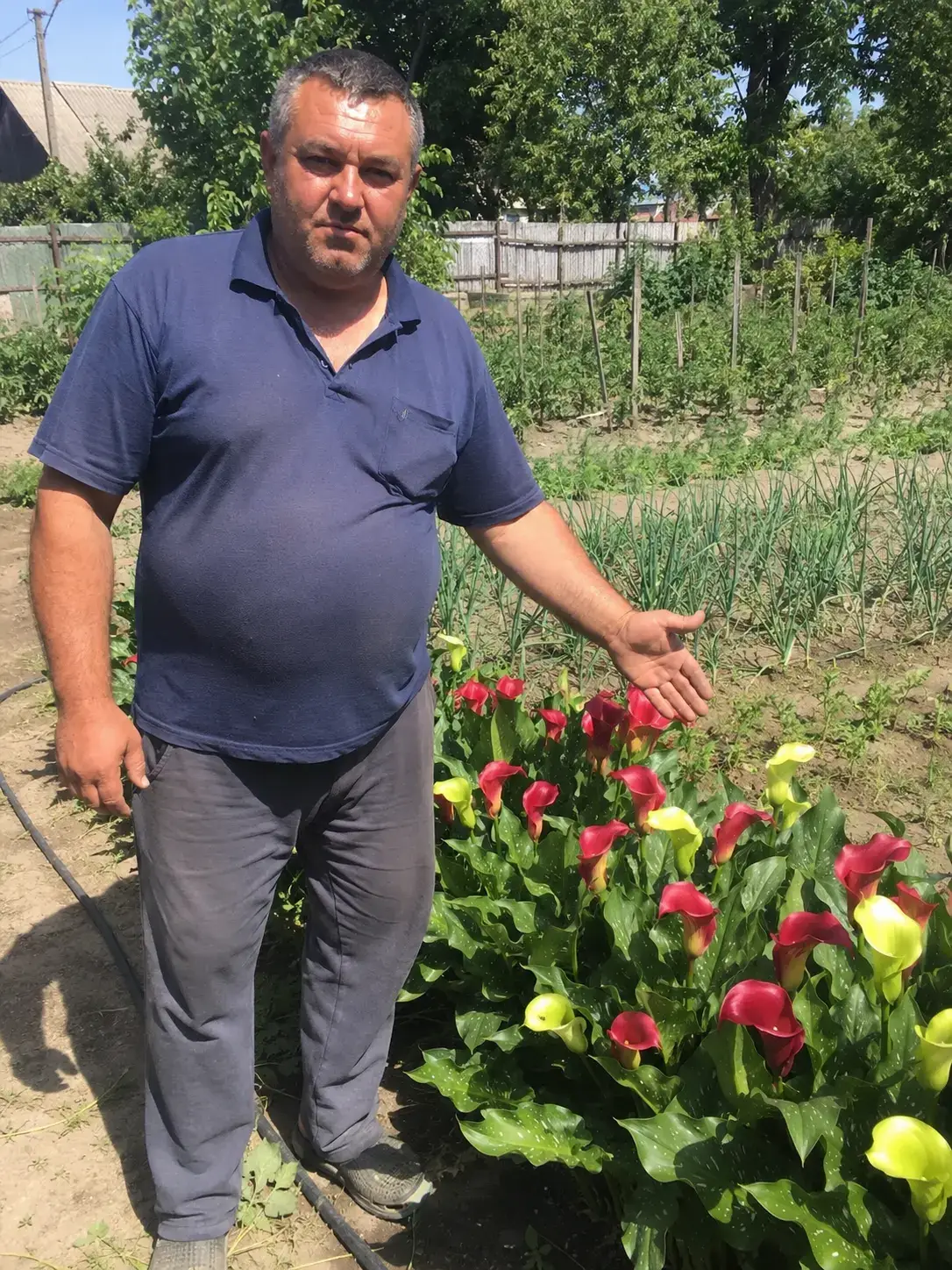Клумба з калами Ароха біля будинку