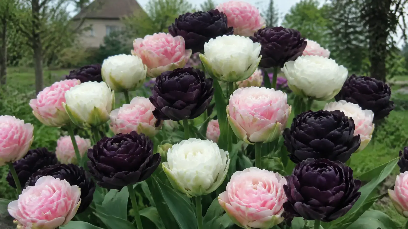 Темні та світлі махрові тюльпани
