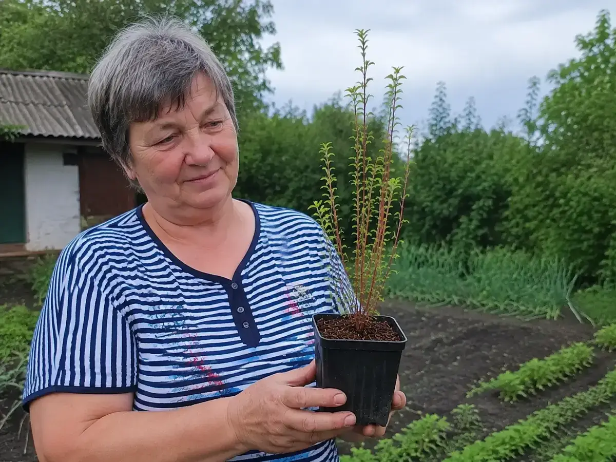 Саджанець жимолості у горщику із закритою кореневою системою