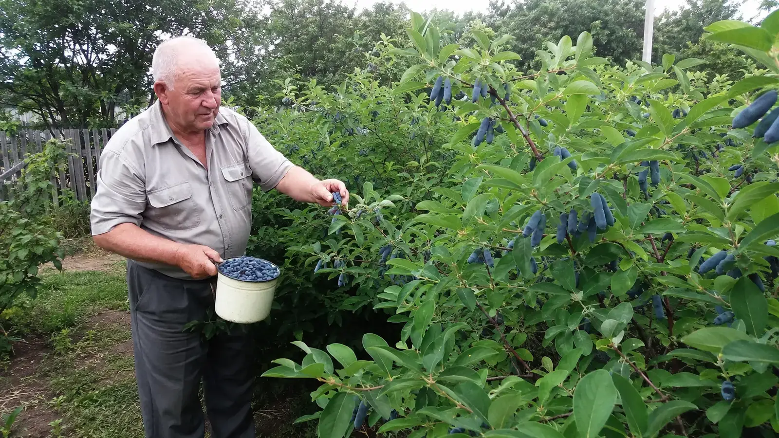 Кущ жимолості з урожаєм