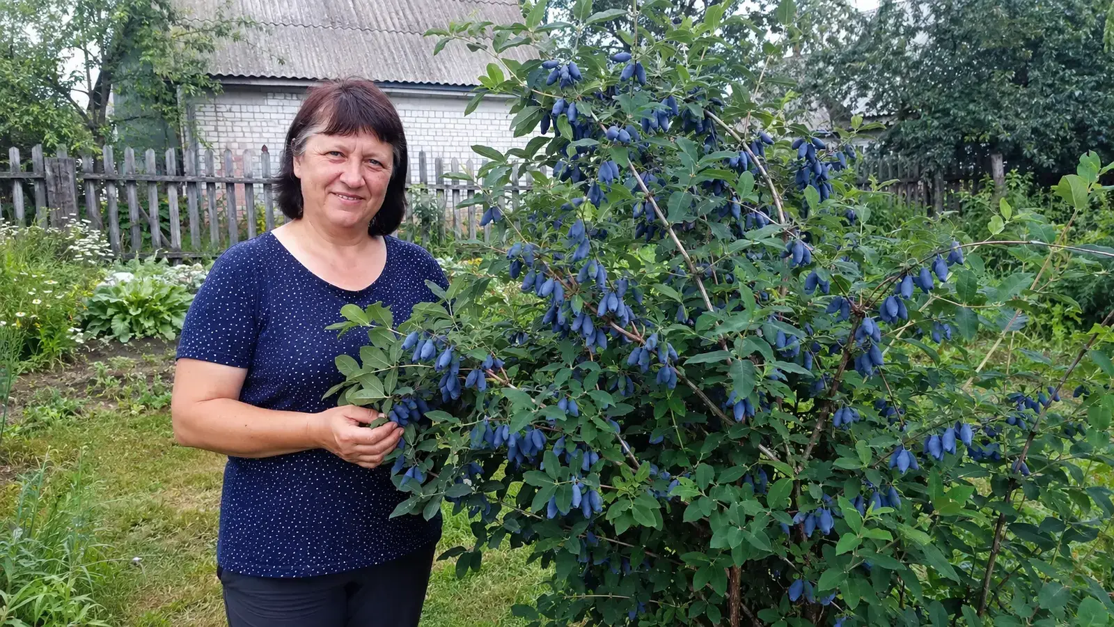 Великі ягоди жимолості Мазовецький Велетень