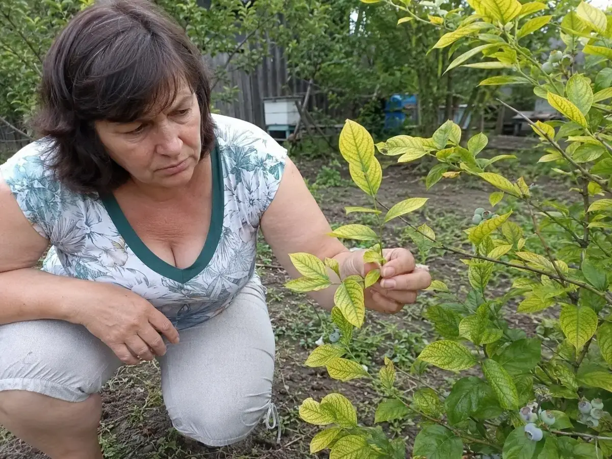 Жовте листя лохини на невідповідному ґрунті