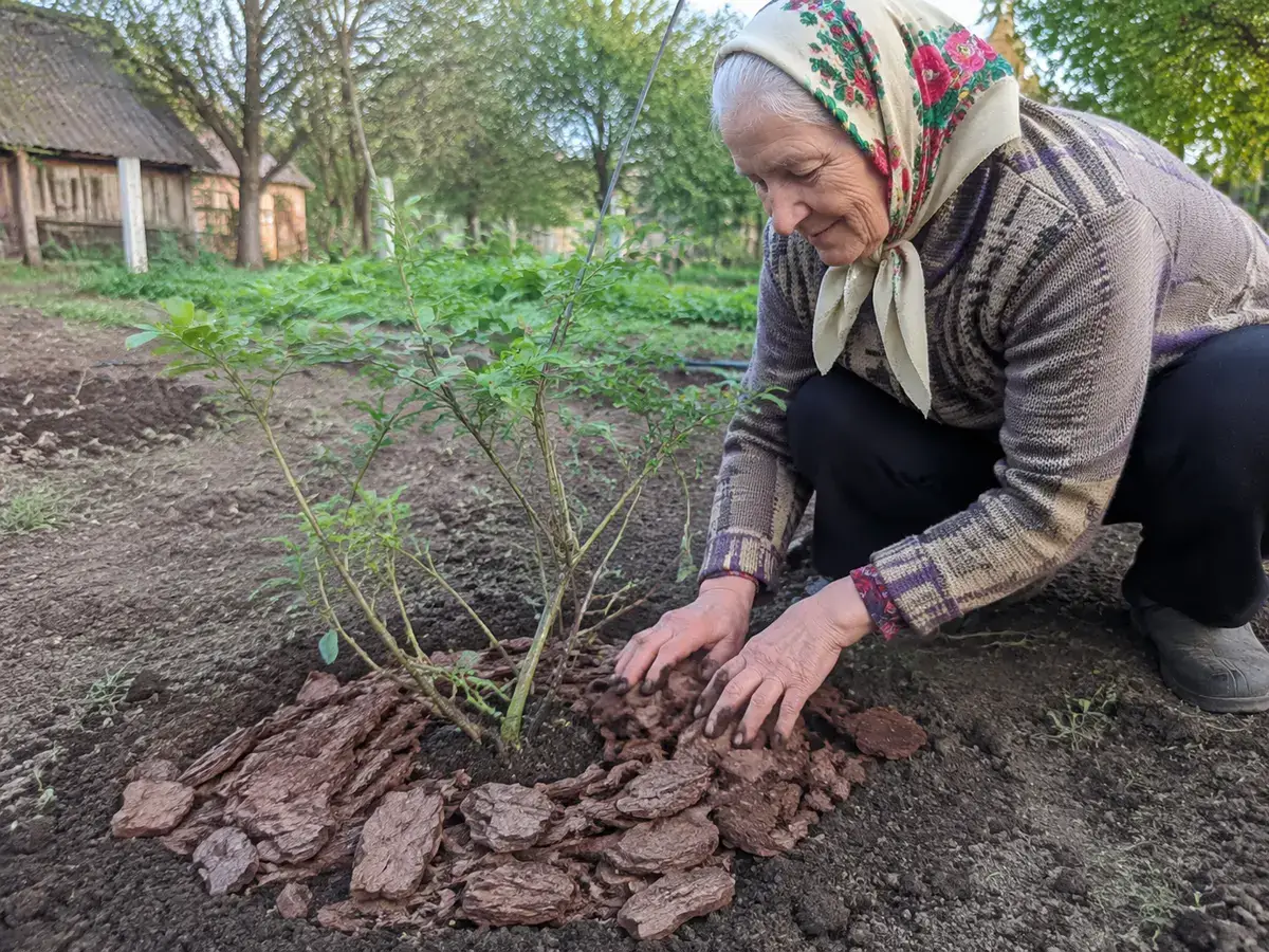 Мульчування куща сосновою корою
