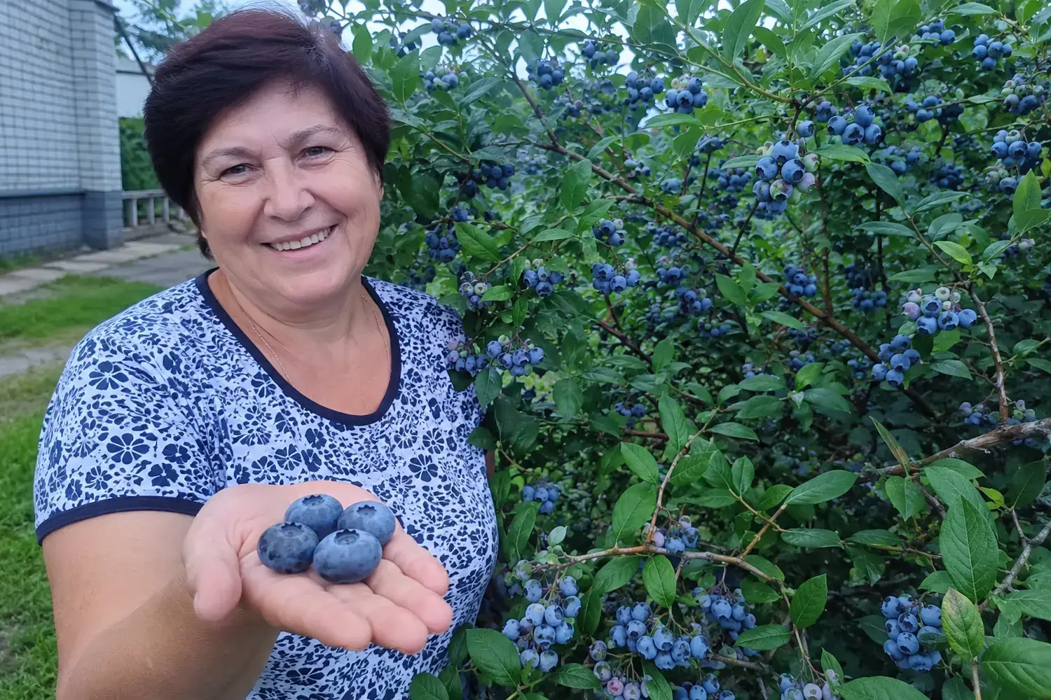 Ягоди лохини на долоні