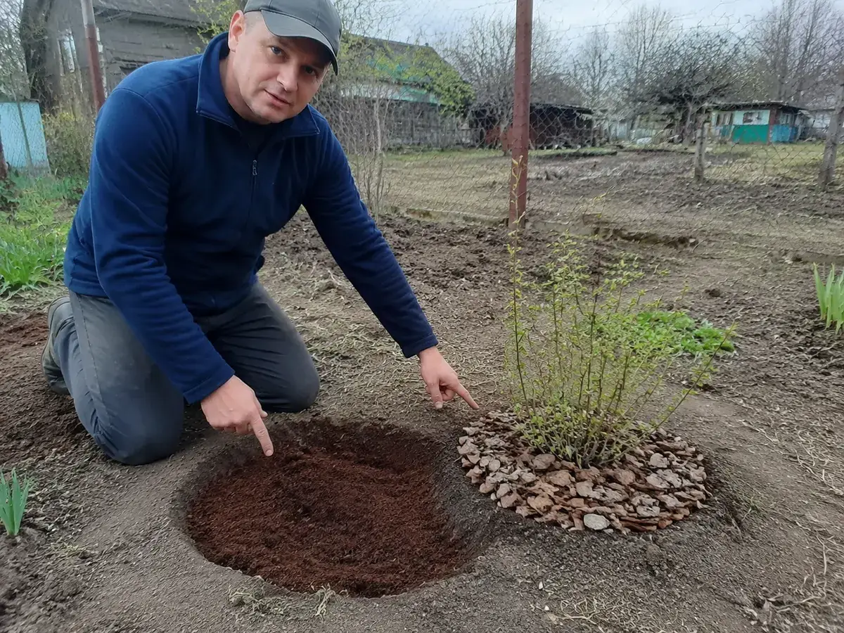 Кущ лохини у кислому торфі з мульчею з кори